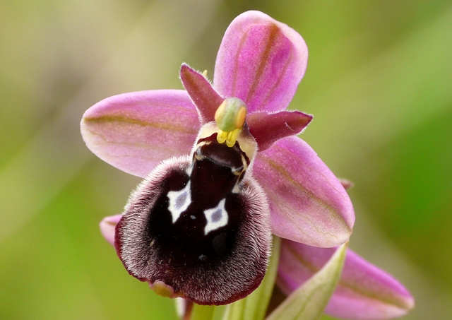 Le orchidee degli Dei: 8 giorni nel Peloponneso, marzo 2014.